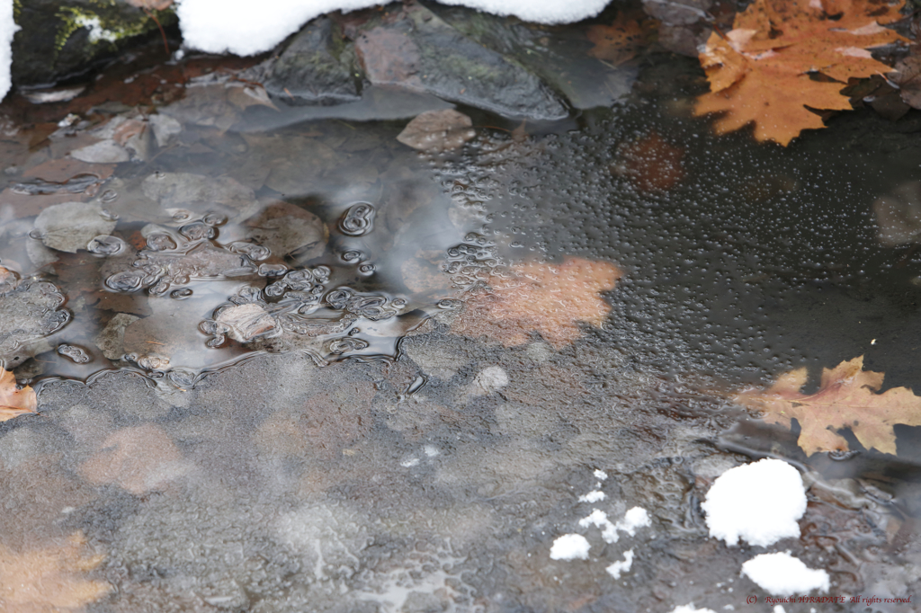 初冬の水辺