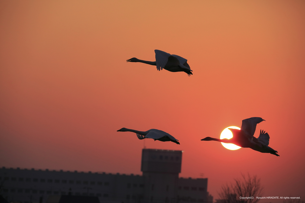 夕日の中の白鳥