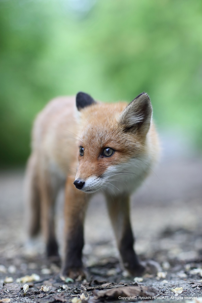 子狐の野望 By ひらさん Id 写真共有サイト Photohito