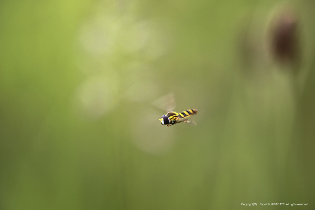 ヒメヒラタアブ