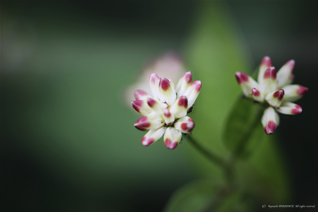 野の花