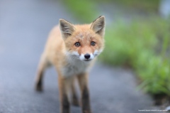 子狐の野望