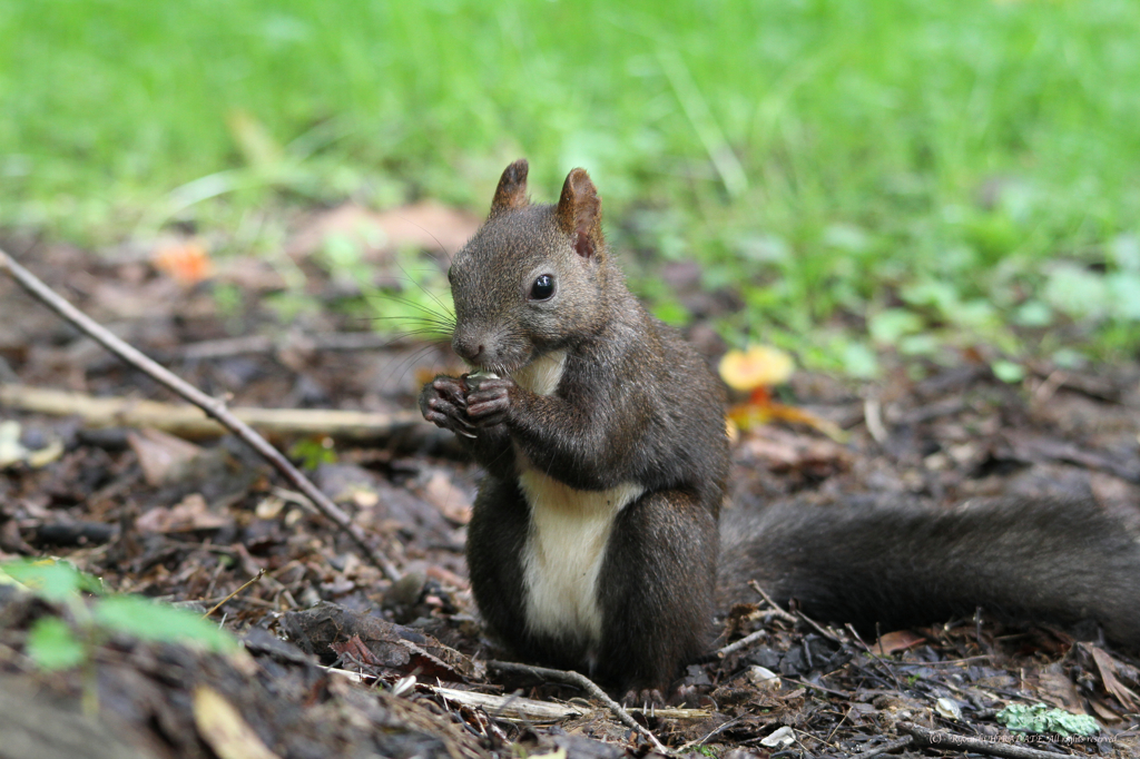 ひまわりに夢中