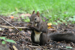 ひまわりに夢中