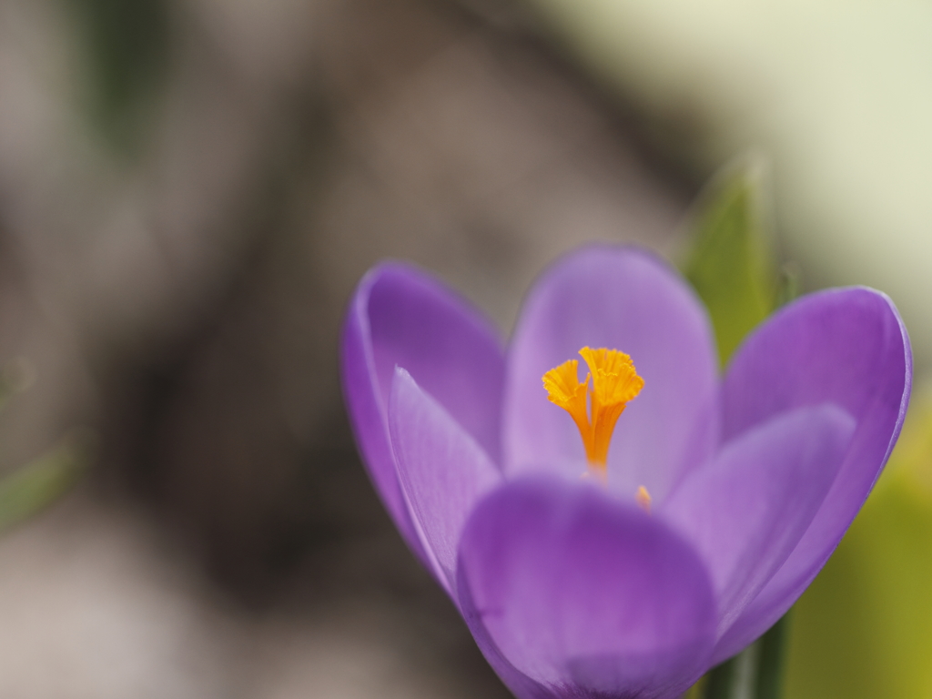 春の花　クロッカス