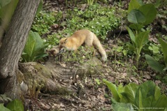 ヘビのオヤツ
