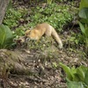 ヘビのオヤツ