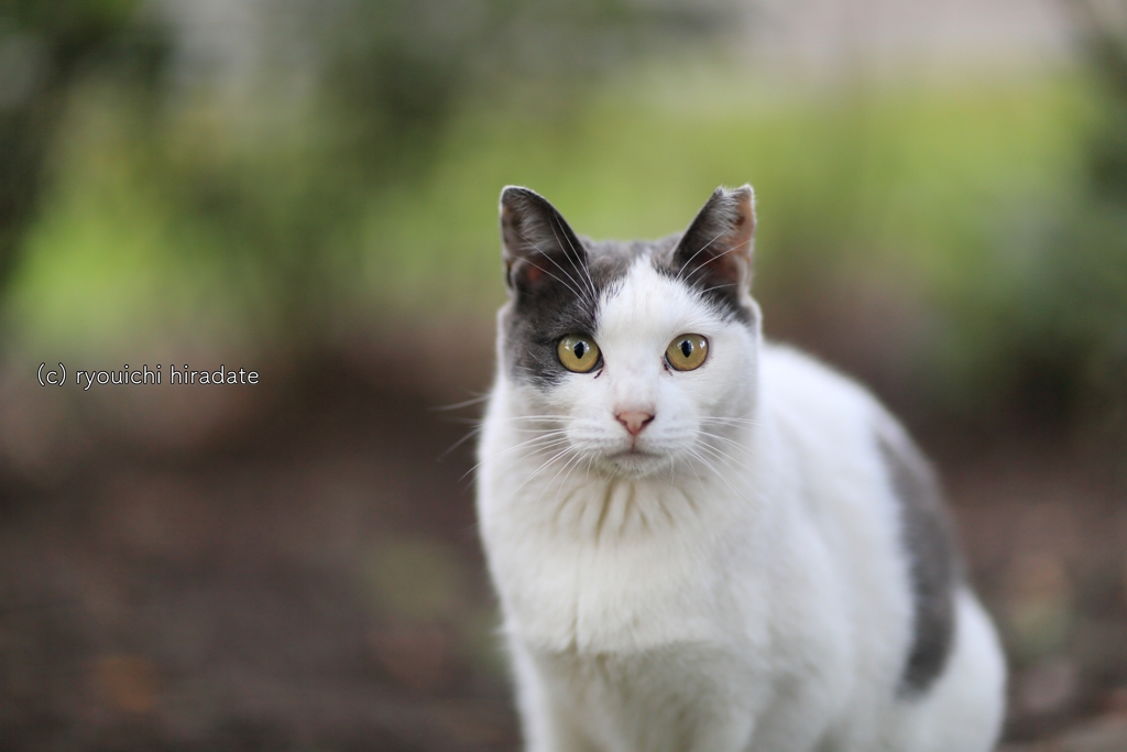 地域猫