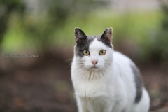 地域猫