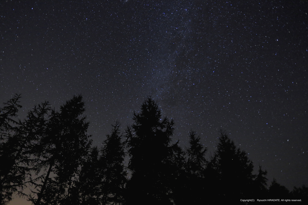 樹上の星たち
