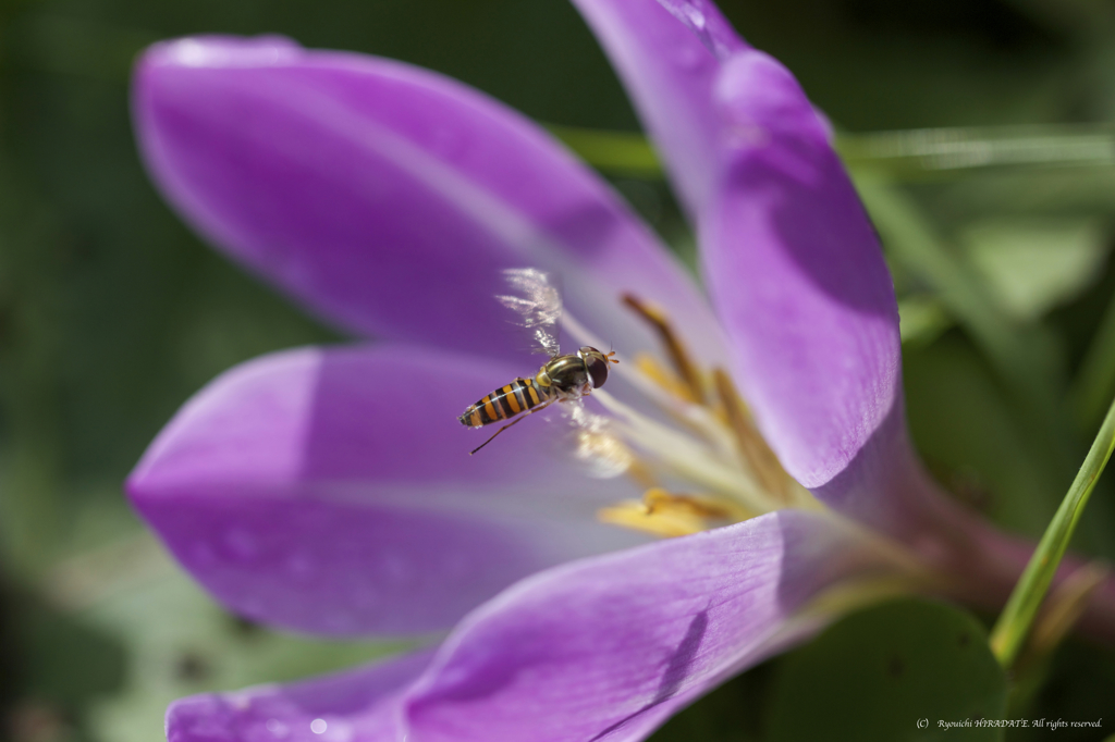 ヒメヒラタアブの飛翔