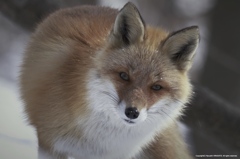 野生の眼
