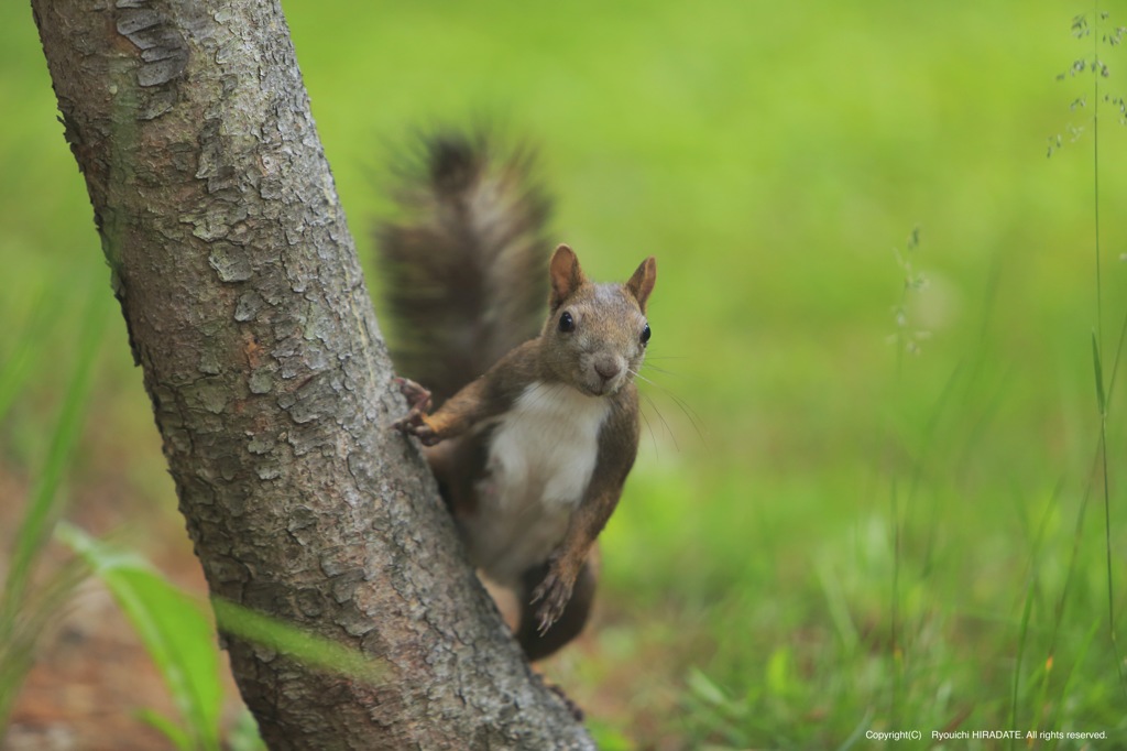 木陰からこんにちは