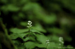 線香花火