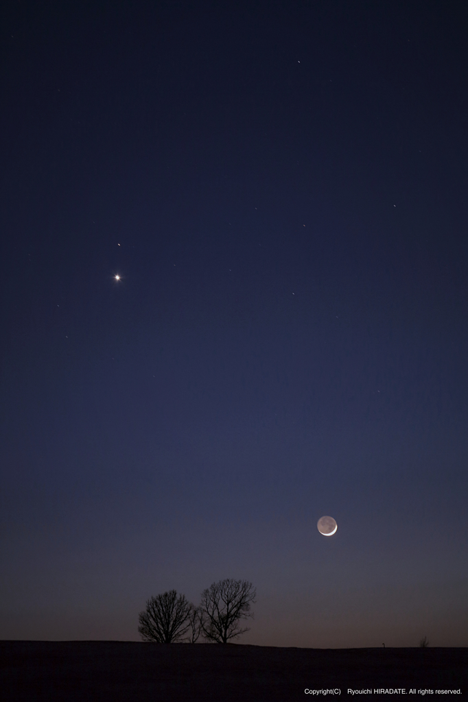 夕暮れの親子の木