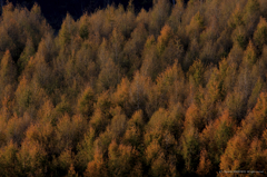 Japanese-larch woods of late autumn even