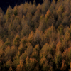 Japanese-larch woods of late autumn even