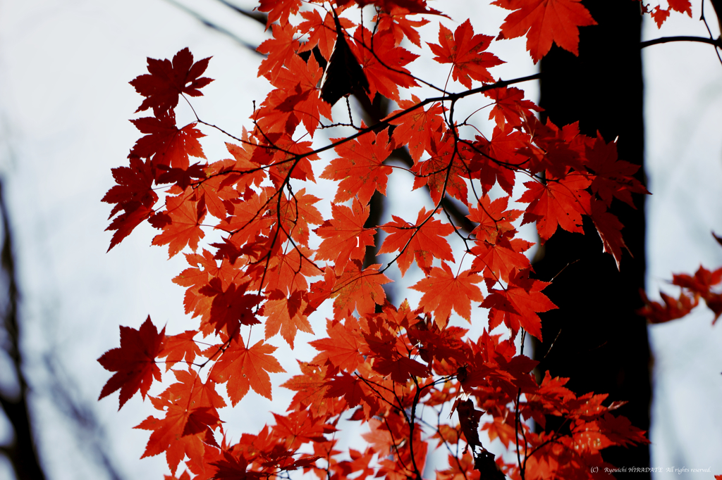 紅葉最終