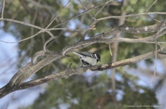 シジュウカラ