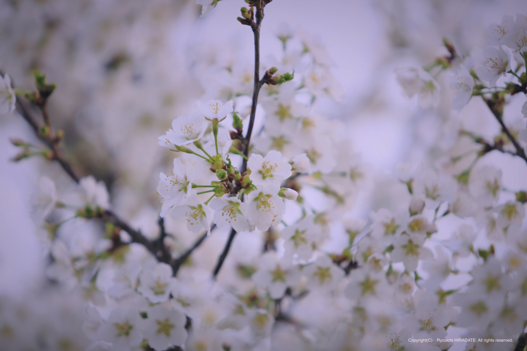 sakura