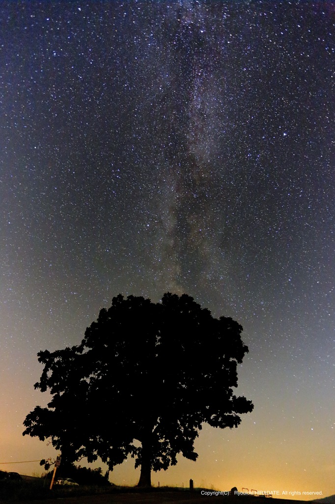 樹上のMilky way