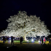 味真野小学校_一本桜