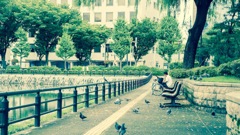 池と鳩とおじさん