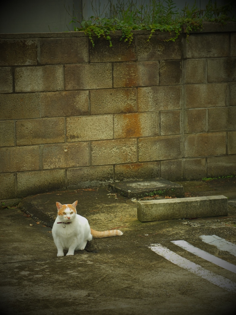 飼い猫