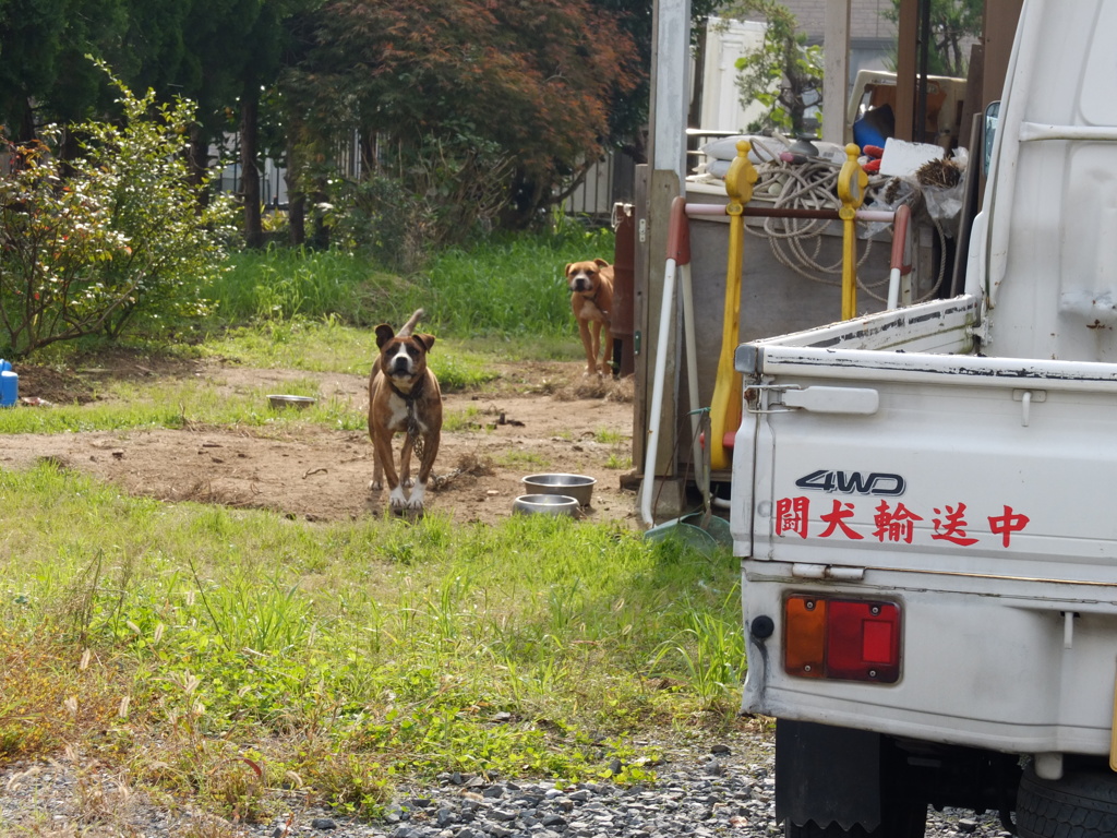 闘犬