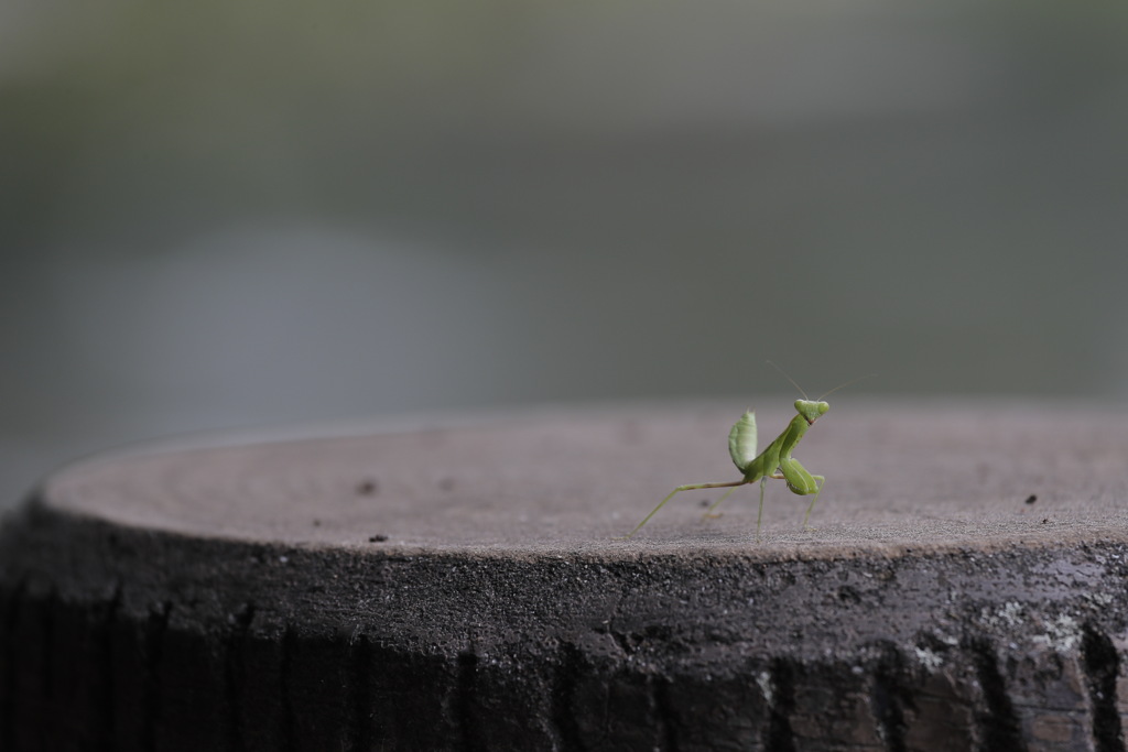 カマキリ