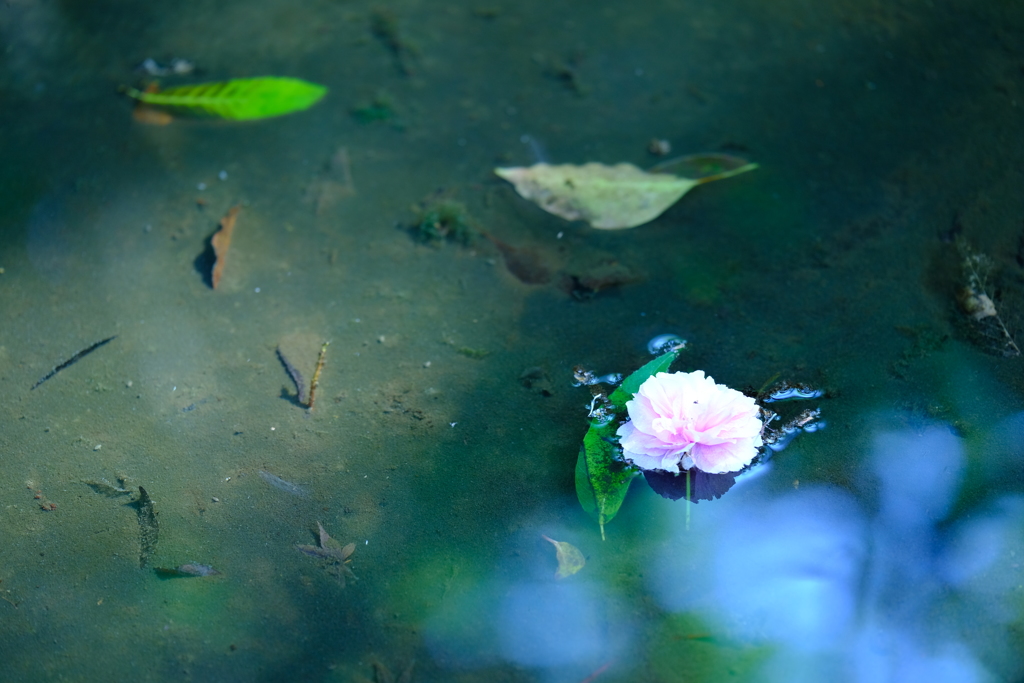 水辺に浮かぶ八重桜