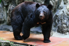 Asiatic black bear