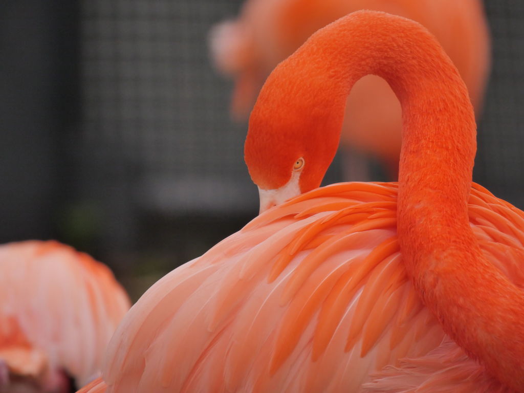 恥ずかしいです