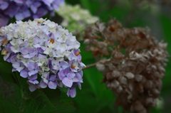 新旧の紫陽花