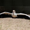 羽休み