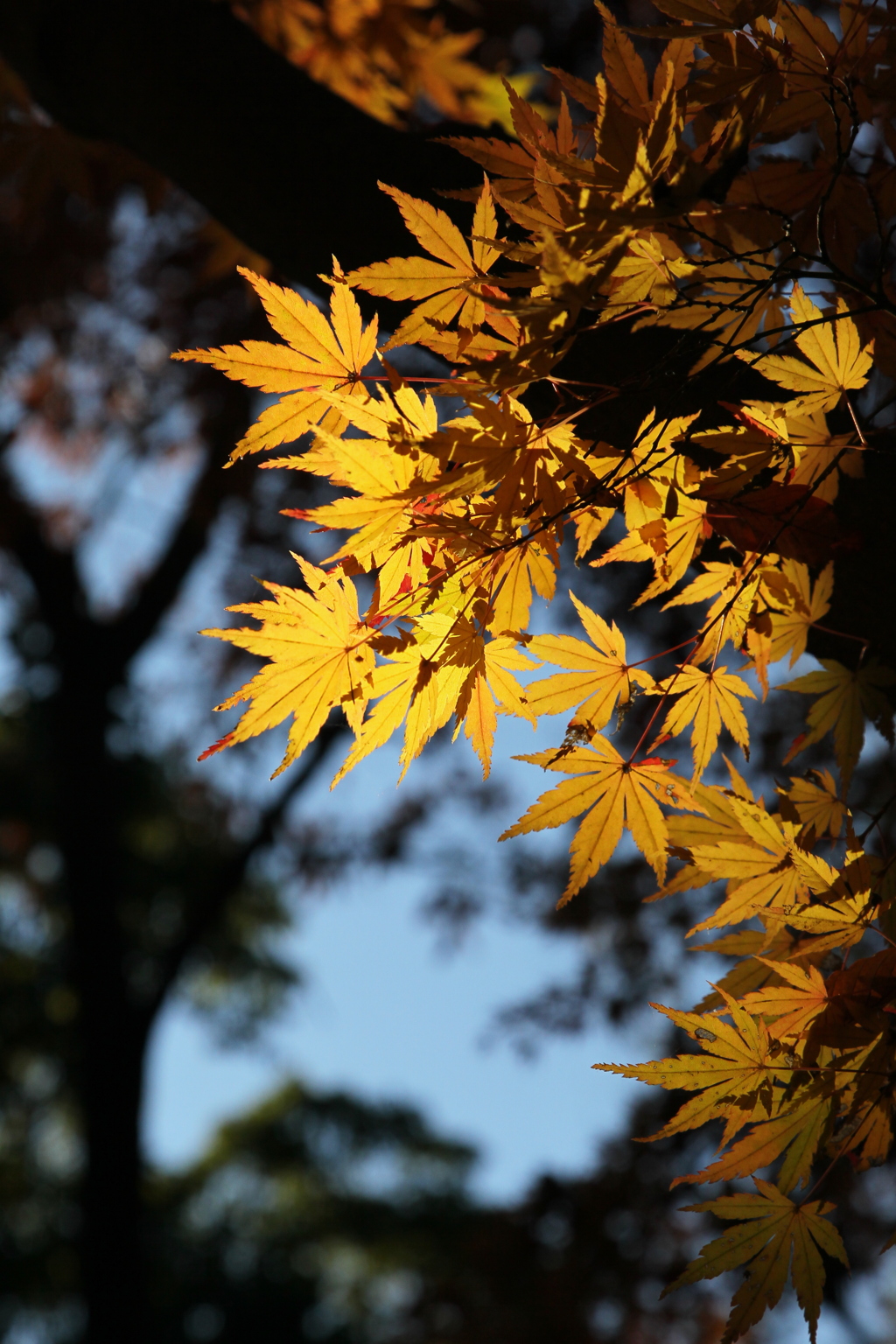 紅葉