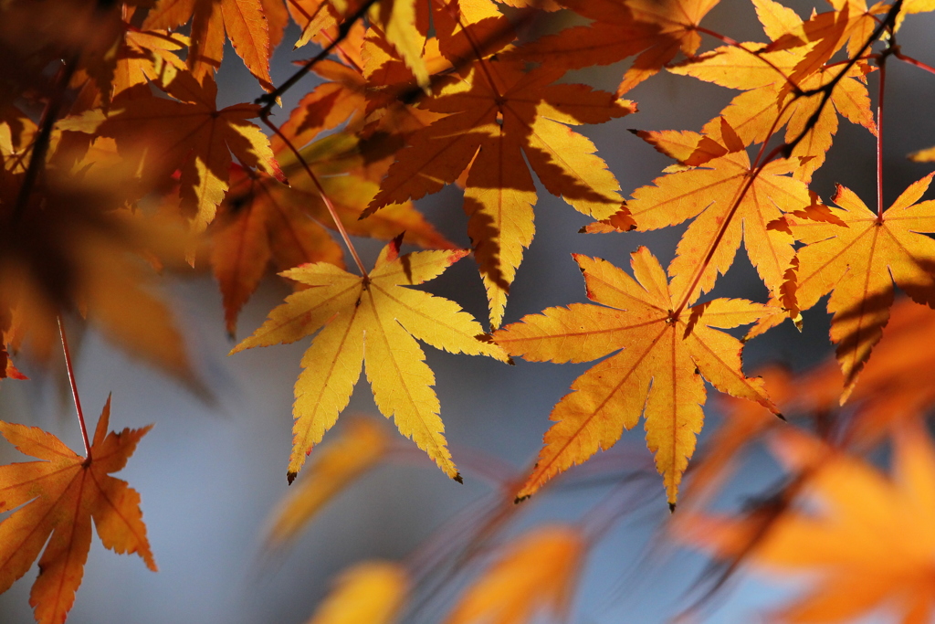 紅葉