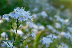 シャガの花畑