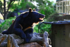 上野動物園