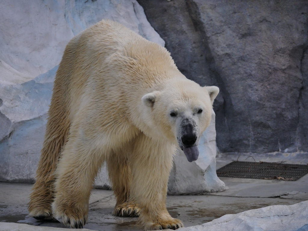 「べー」だ！！