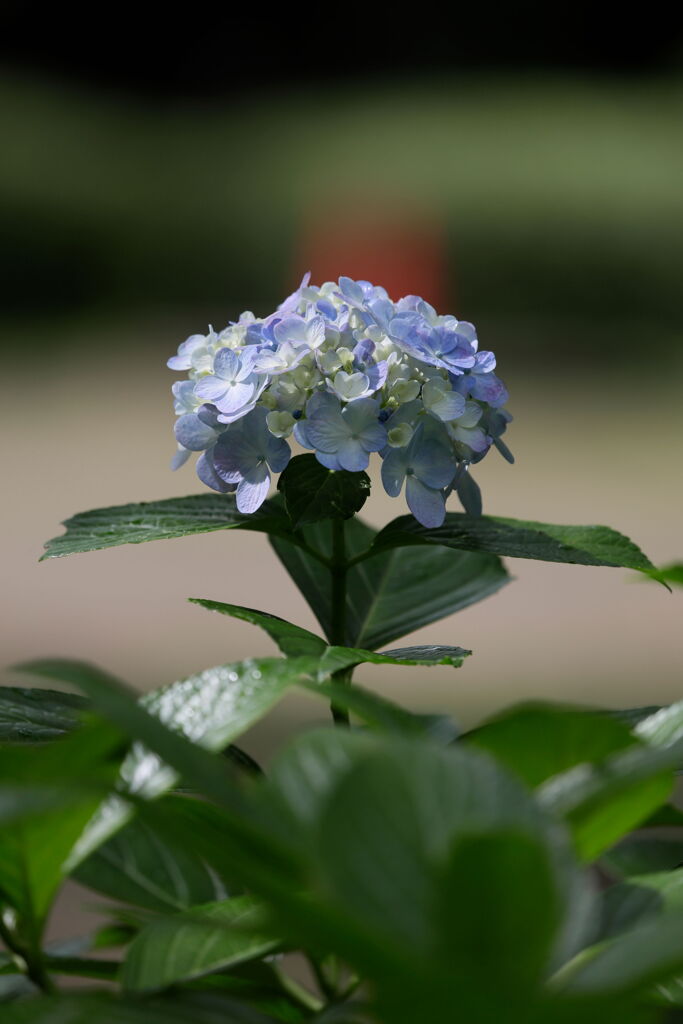 紫陽花