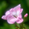 ゼラニュウムDDS_4065