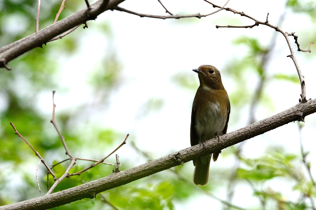 野鳥オオルリ♀20140422-DDS_7376