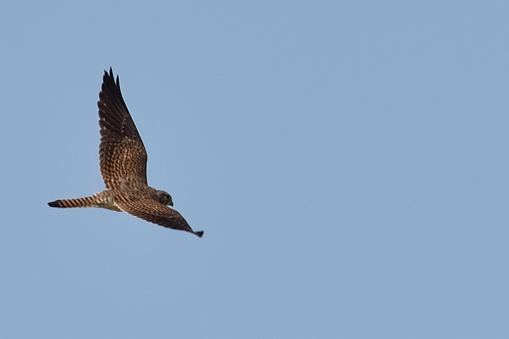 チョウゲンボウDSC_3602