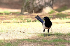 カササギ（２）DSC_9574