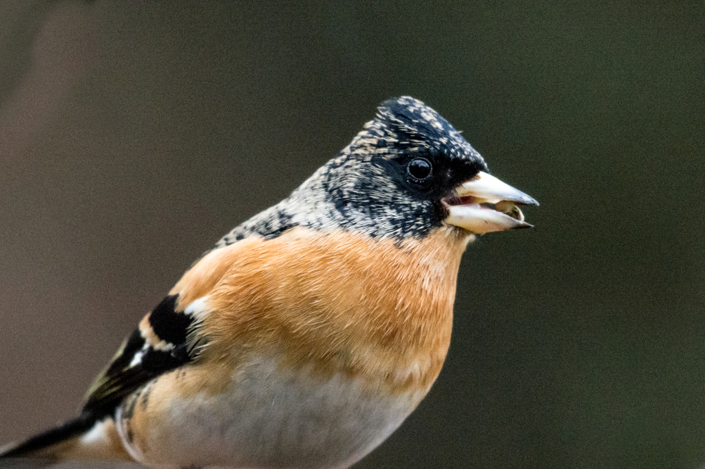 姫路自然観察の森（９）20140214-DSC_0610