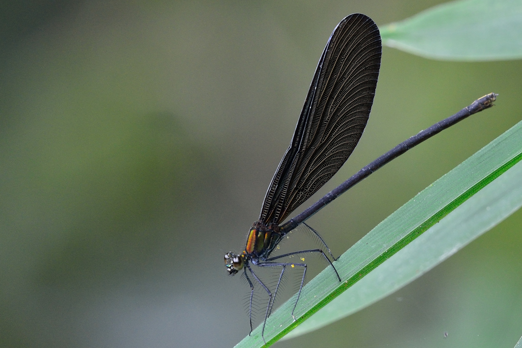 ハグロトンボ♀DDS_9583