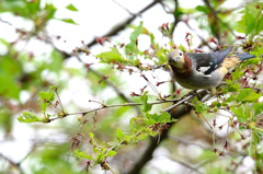 野鳥コムクドリ20140420-DDS_6843