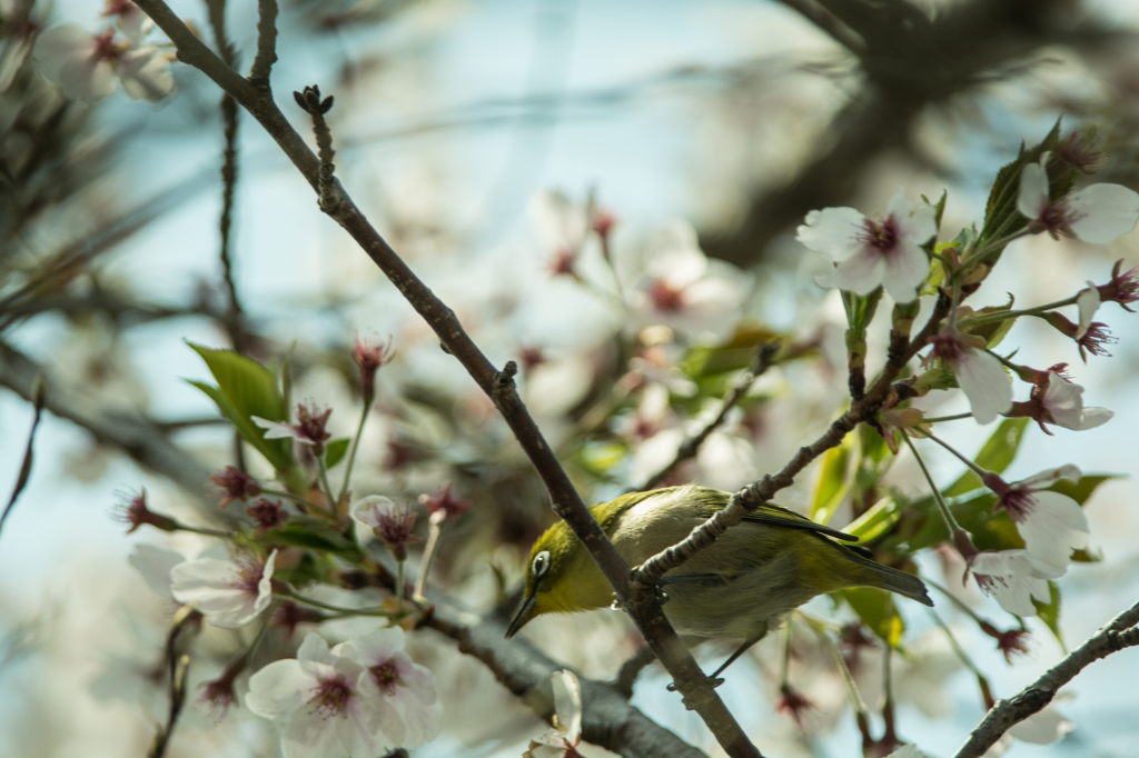 メジロと桜20140409-DSC_4088-2