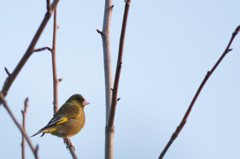 夕日に佇む20140224-DSC_1894